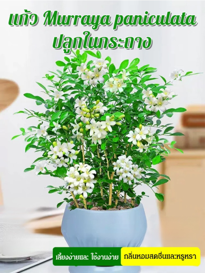 แก้ว Murraya paniculata ปลูกในกระถางต้นไม้ มีกลิ่นหอมไล่ยุง