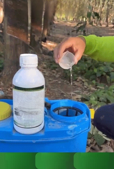 【ยางพาราคุณภาพสูงและผลผลิตสูง】ปุ๋ยอินทรีย์เหลวสีเขียว