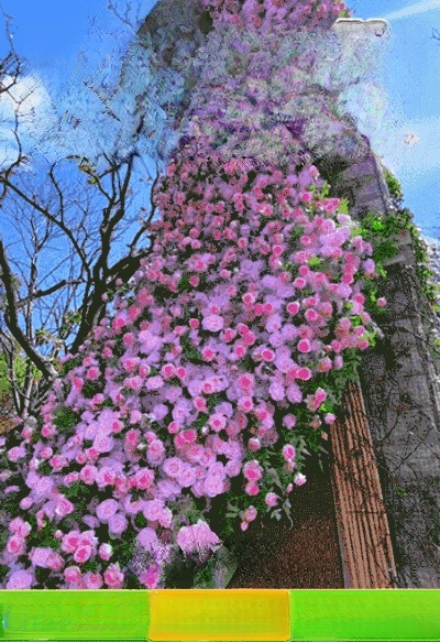 [ดอกตูมเต็มกิ่ง] ปุ๋ยสำหรับดอกไม้