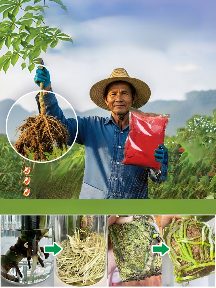 【เซลล์รีเจเนอเรเตอร์】ปุ๋ยสำหรับการเจริญเติบโตของพืช