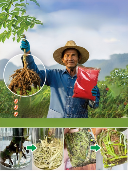 【เซลล์รีเจเนอเรเตอร์】ปุ๋ยสำหรับการเจริญเติบโตของพืช