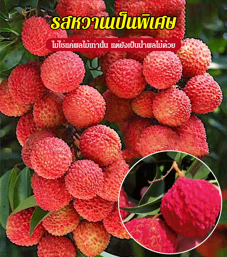 ต้นกล้าลิ้นจี่ไร้เมล็ด