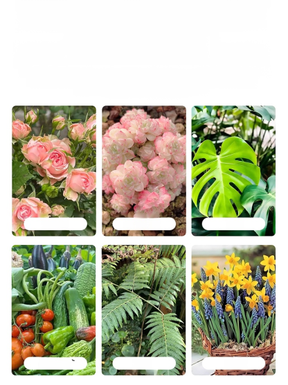 【บำรุงรากและเสริมสร้างต้นกล้า】ปุ๋ยอเนกประสงค์สำหรับพืชสวน