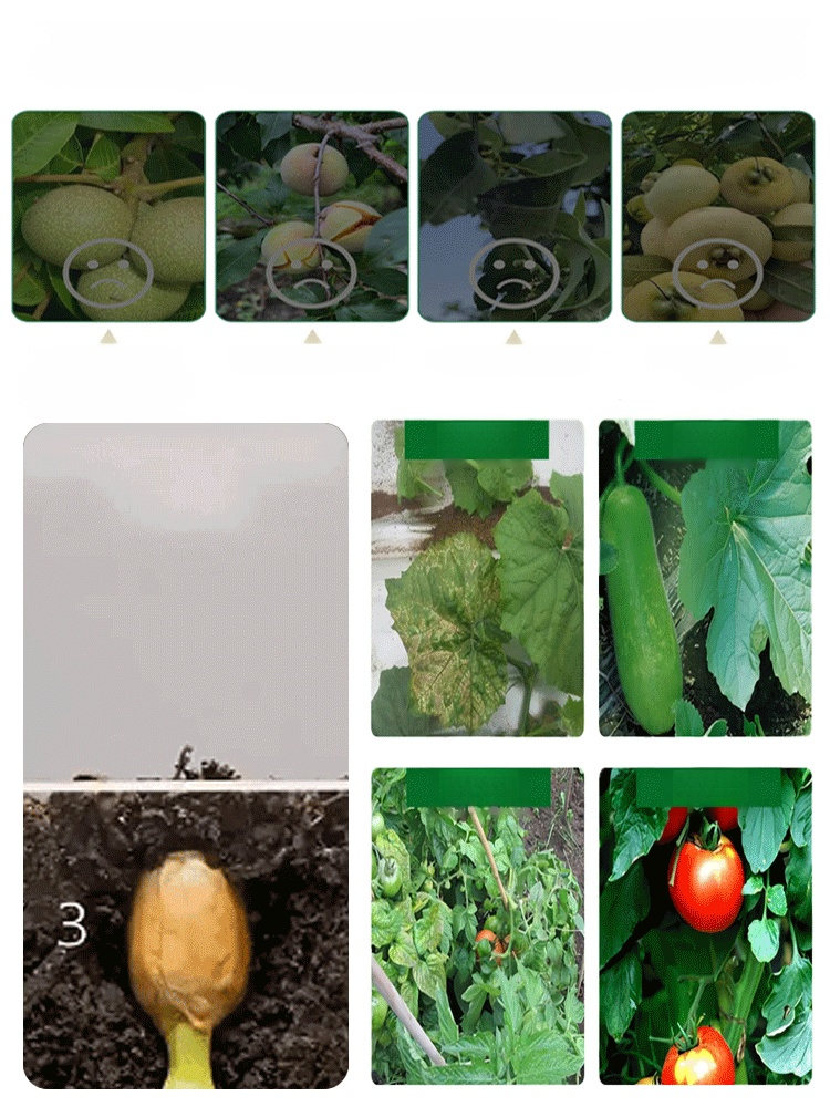 ปุ๋ยเสริมแมกนีเซียมสำหรับการเจริญเติบโตของใบไม้สีเขียวของต้นไม้ผล