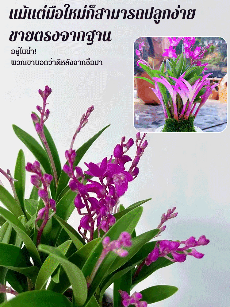 กล้วยไม้บ้าปรับปรุงการนอนหลับฟอกอากาศ