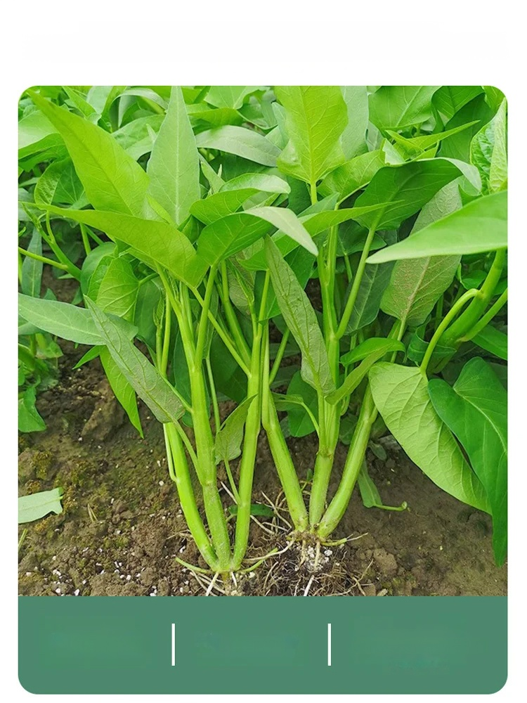 ผักที่ปลูกในกระถางได้ทั้งสี่ฤดูกาล เมล็ดพันธุ์ผักบุ้งสามง่าม