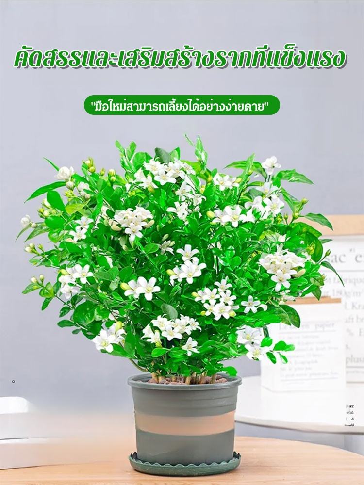 แก้ว Murraya paniculata ปลูกในกระถางต้นไม้ มีกลิ่นหอมไล่ยุง