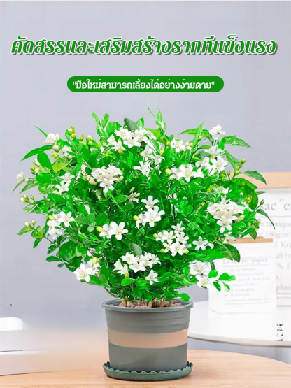 แก้ว Murraya paniculata ปลูกในกระถางต้นไม้ มีกลิ่นหอมไล่ยุง