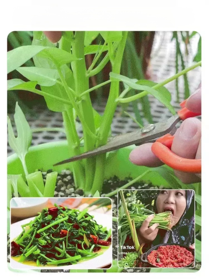 ผักที่ปลูกในกระถางได้ทั้งสี่ฤดูกาล เมล็ดพันธุ์ผักบุ้งสามง่าม