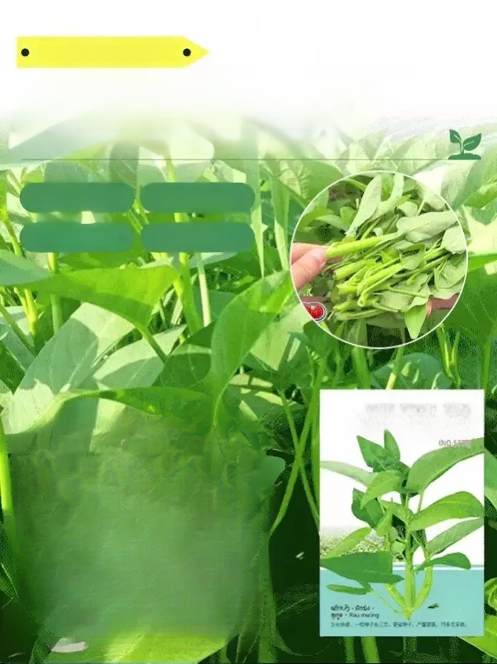 ผักที่ปลูกในกระถางได้ทั้งสี่ฤดูกาล เมล็ดพันธุ์ผักบุ้งสามง่าม