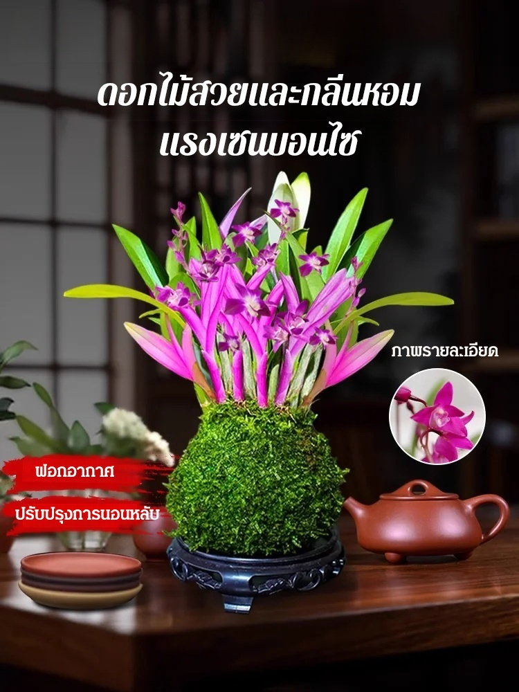 กล้วยไม้บ้าปรับปรุงการนอนหลับฟอกอากาศ