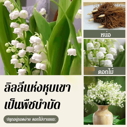 หน่อต้นระฆังแก้ว 5 หม่อใส่ 1 ถุง