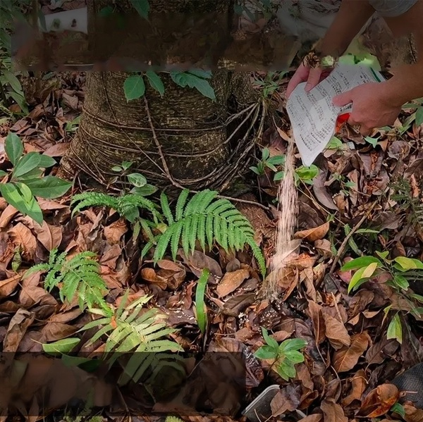 สารกำจัดวัชพืชเฮกซาซิโนน