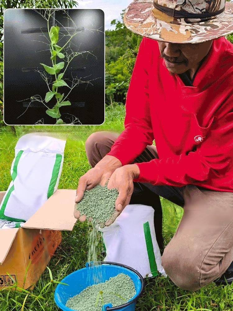 【ส่งเสริมรากให้แข็งแรง เร่งการเจริญเติบโต】ปุ๋ยรักษาโรครากเน่า