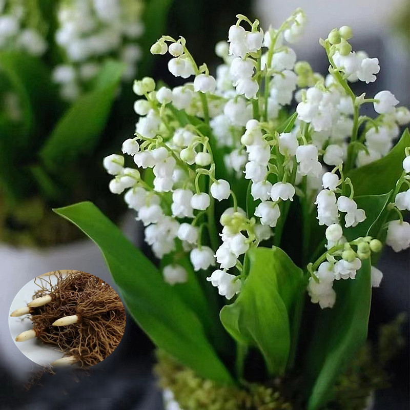 หน่อต้นระฆังแก้ว 5 หม่อใส่ 1 ถุง