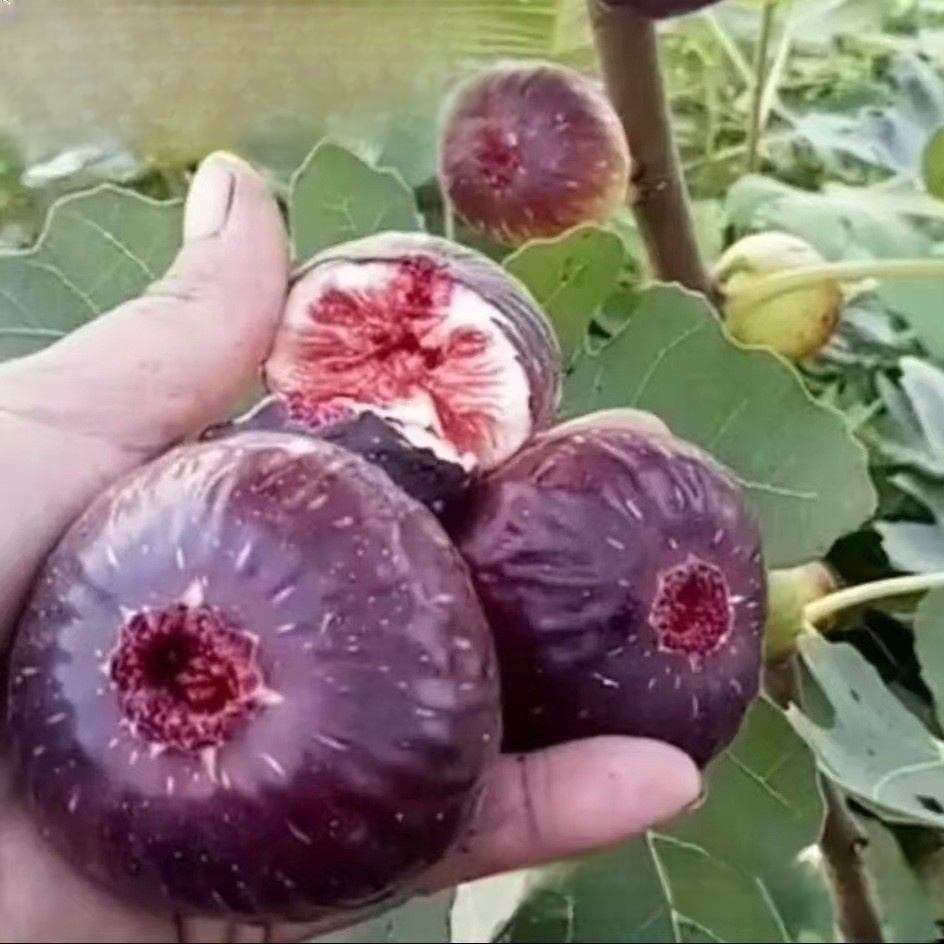 เมล็ดพันธุ์มะเดื่อดำรอยัลแบล็คเพิร์ลจากอิตาลี