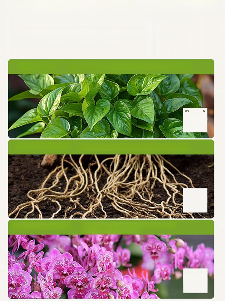 【ส่งเสริมรากให้แข็งแรง เร่งการเจริญเติบโต】ปุ๋ยรักษาโรครากเน่า