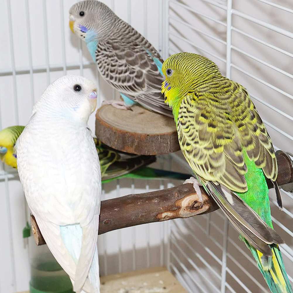 fuu 鳥・小動物の吊るすおもちゃ&ステップ４点set