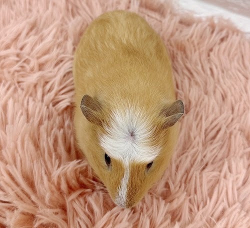 クレステッドモルモット Mcr-F414