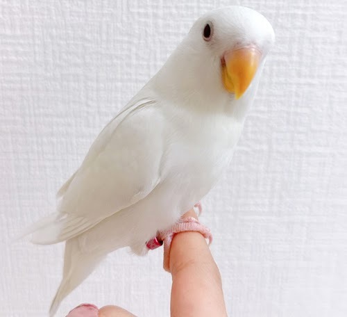 小桜インコ（ホワイト）BKw-1011