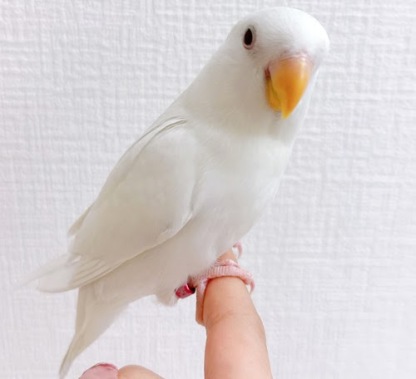 小桜インコ（ホワイト）BKw-1011