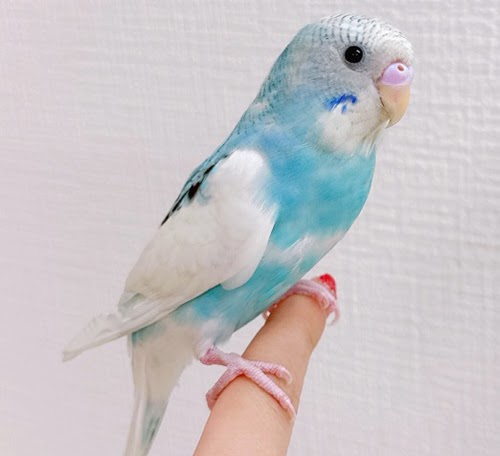 セキセイインコ（ブルー）BSb-1012