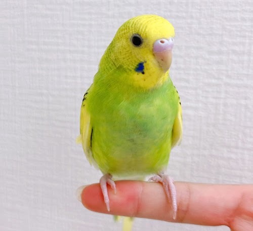 セキセイインコ（グリーン）BSg-1013