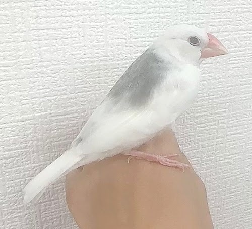 文鳥（ヒナ　白文鳥） BBw-1018