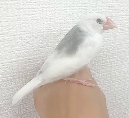 文鳥（ヒナ　白文鳥） BBw-1018