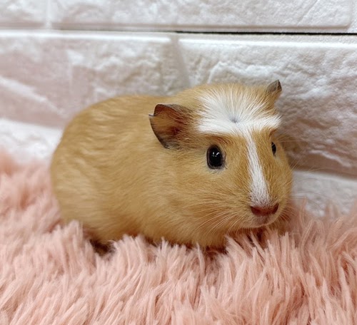 クレステッドモルモット Mcr-F414