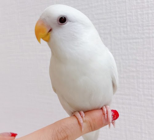 小桜インコ（ホワイト）BKw-1011