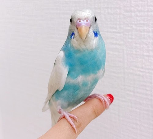 セキセイインコ（ブルー）BSb-1012