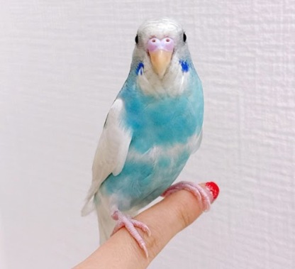 セキセイインコ（ブルー）BSb-1012
