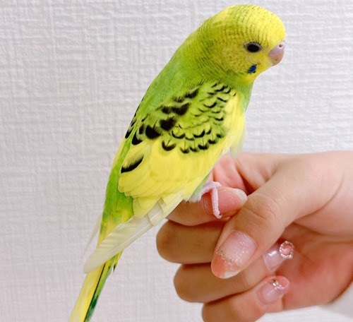 セキセイインコ（グリーン）BSg-1013