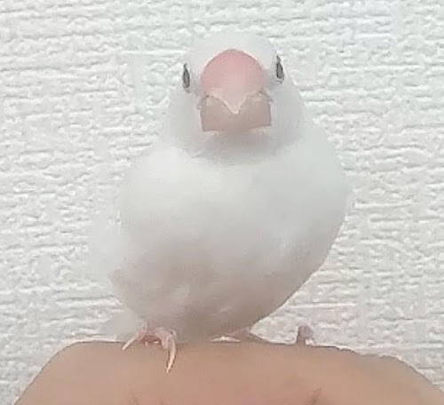 文鳥（ヒナ　白文鳥） BBw-1018