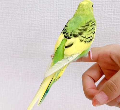 セキセイインコ（グリーン）BSg-1013