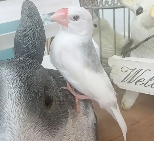 文鳥（ヒナ　白文鳥） BBw-1018