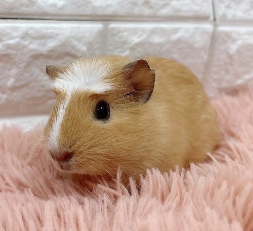 クレステッドモルモット Mcr-F414