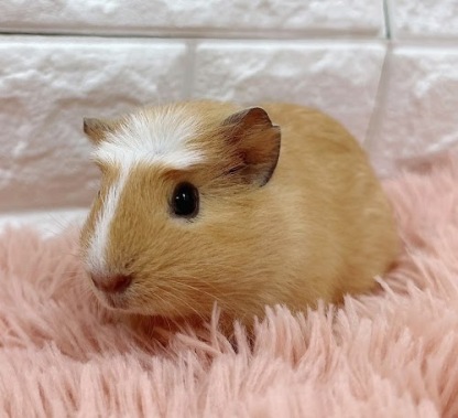 クレステッドモルモット Mcr-F414