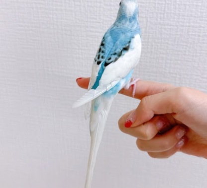 セキセイインコ（ブルー）BSb-1012