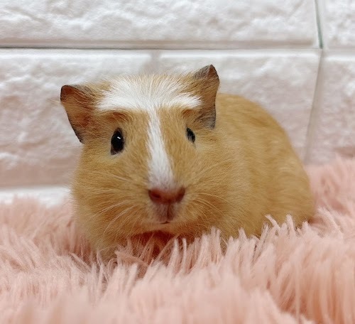 クレステッドモルモット Mcr-F414