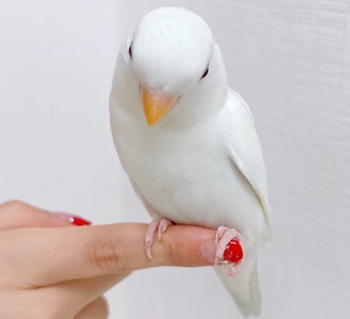 小桜インコ（ホワイト）BKw-1011