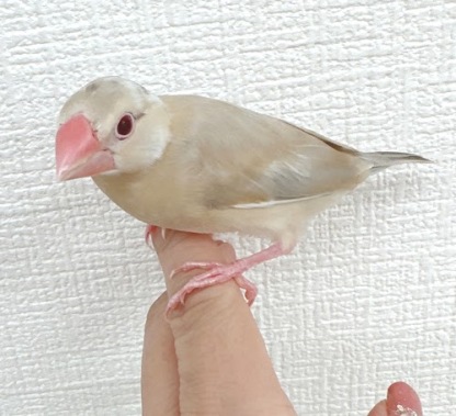 文鳥（シナモン）BBc-1014
