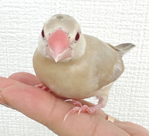 文鳥（シナモン）BBc-1014
