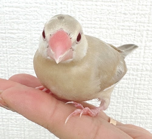 文鳥（シナモン）BBc-1014
