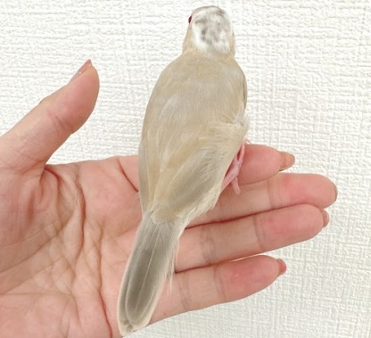 文鳥（シナモン）BBc-1014