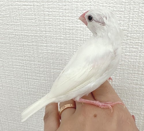 文鳥（クリームイノ）BBci-1015