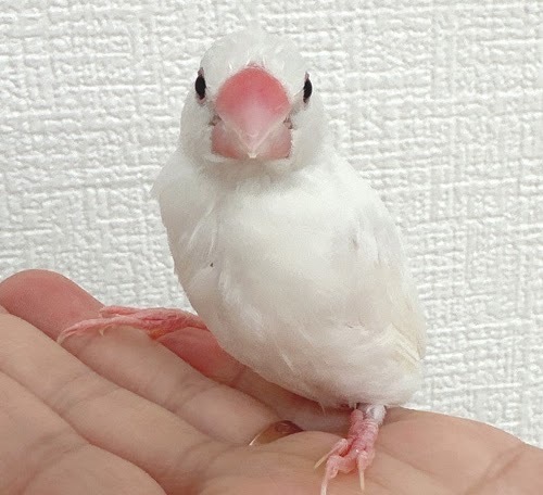 文鳥（クリームイノ）BBci-1015