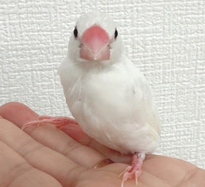 文鳥（クリームイノ）BBci-1015