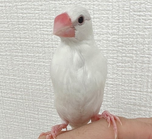 文鳥（クリームイノ）BBci-1015